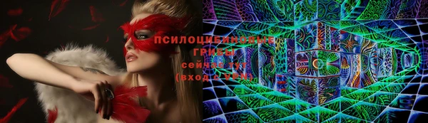 индика Богданович